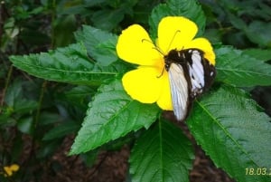Zanzibar: Jozani-bos, vlindercentrum & Rock Restaurant