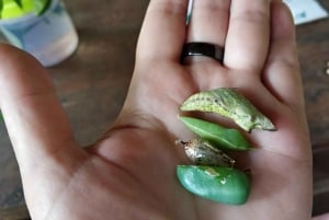 Zanzibar: Floresta Jozani, Centro de Borboletas e Restaurante Rock