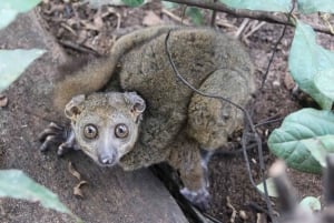 Zanzibar: Floresta Jozani, Centro de Borboletas e Restaurante Rock