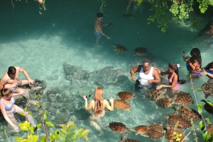 Zanzibar: Jozani-skoven, sommerfuglecenter og Salaam-grottetur