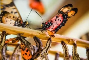 Zanzibar: scopri la foresta di Jozani, il centro delle farfalle e la grotta di Salaam