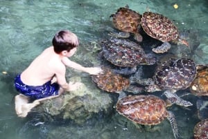 Zanzibar: scopri la foresta di Jozani, il centro delle farfalle e la grotta di Salaam
