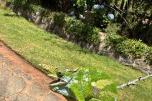 Zanzibar: scopri la foresta di Jozani, il centro delle farfalle e la grotta di Salaam