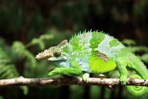 Zanzibar: scopri la foresta di Jozani, il centro delle farfalle e la grotta di Salaam