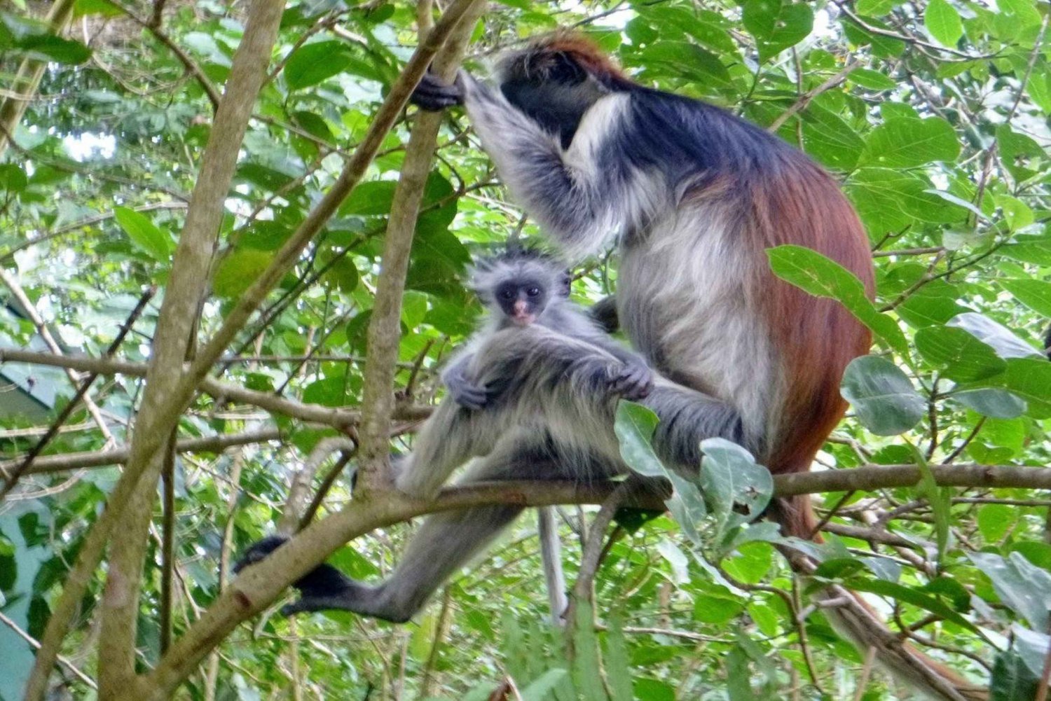 Zanzibar: Jozani-skogen, sommerfuglsenteret og Salaam-huleturen