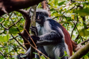 Zanzibar: Jozani-skoven, sommerfuglecenter og Salaam-grottetur