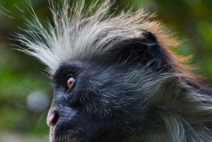 Zanzibar: Jozani-skoven, sommerfuglecenter og Salaam-grottetur