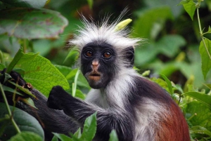 Zanzibar: Jozani-skoven, sommerfuglecenter og Salaam-grottetur