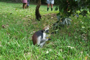 Zanzibar: Jozani-skoven, sommerfuglecenter og Salaam-grottetur