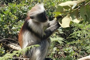 Zanzibar: Jozani-skoven, sommerfuglecenter og Salaam-grottetur