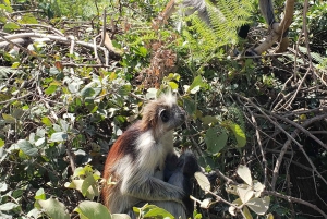 Zanzibar: Jozani-skoven, sommerfuglecenter og Salaam-grottetur
