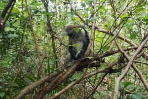 Zanzibar: Jozani-skoven, sommerfuglecenter og Salaam-grottetur