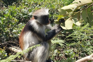 Zanzibar: Jozani-skoven, sommerfuglecenter og Salaam-grottetur