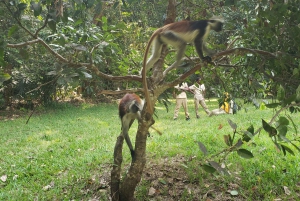 Zanzibar: Jozani-skoven, sommerfuglecenter og Salaam-grottetur