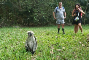 Zanzibar: Jozani-skoven, sommerfuglecenter og Salaam-grottetur