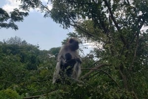 Zanzibar: Jozani-skoven, sommerfuglecenter og Salaam-grottetur