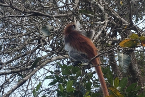 Zanzibar: Jozani-skoven, sommerfuglecenter og Salaam-grottetur