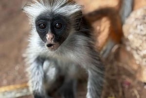 ザンジバル：ジョザニ森林、バタフライ、クザ洞窟、パジェビーチ