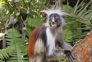 ザンジバル：ジョザニ森林、バタフライ、クザ洞窟、パジェビーチ