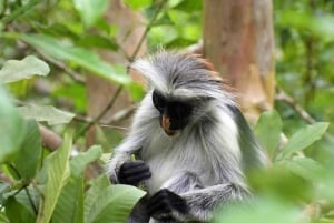 ザンジバル：ジョザニ森林、バタフライ、クザ洞窟、パジェビーチ