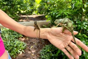 ザンジバル：ジョザニ森林、バタフライ、クザ洞窟、パジェビーチ