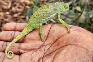 ザンジバル：ジョザニ森林、バタフライ、クザ洞窟、パジェビーチ