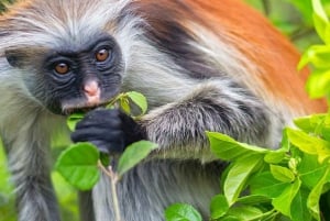 ZANZÍBAR: Bosque de Jozani + mariposas + parque de reptiles y opción de almuerzo