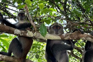 ZANZÍBAR: Bosque de Jozani + mariposas + parque de reptiles y opción de almuerzo