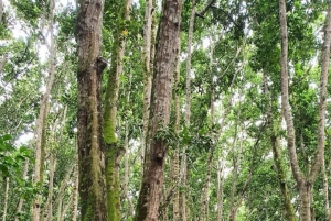 ZANZÍBAR: Bosque de Jozani + mariposas + parque de reptiles y opción de almuerzo