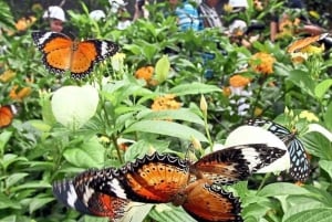 ZANZÍBAR: Bosque de Jozani + mariposas + parque de reptiles y opción de almuerzo