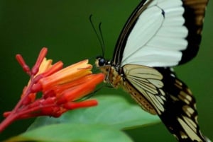 ZANZÍBAR: Bosque de Jozani + mariposas + parque de reptiles y opción de almuerzo