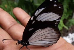ZANZÍBAR: Bosque de Jozani + mariposas + parque de reptiles y opción de almuerzo