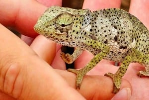 ZANZÍBAR: Bosque de Jozani + mariposas + parque de reptiles y opción de almuerzo