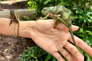 ZANZÍBAR: Bosque de Jozani + mariposas + parque de reptiles y opción de almuerzo