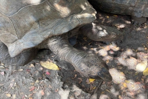 ZANZÍBAR: Bosque de Jozani + mariposas + parque de reptiles y opción de almuerzo