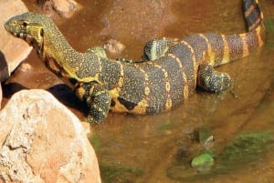 ZANZÍBAR: Bosque de Jozani + mariposas + parque de reptiles y opción de almuerzo