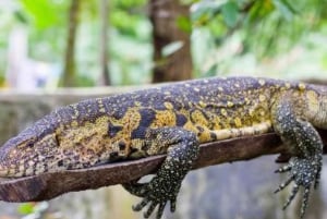 ZANZÍBAR: Bosque de Jozani + mariposas + parque de reptiles y opción de almuerzo