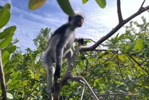 Zanzibar: Jozani-skogen, sommerfugl- og kryddergård med lunsj