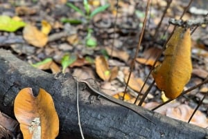 Zanzibar: Jozani-skogen, sommerfugl- og kryddergård med lunsj
