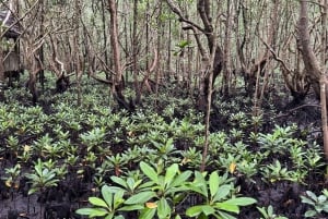 Zanzibar: Jozani-skogen, sommerfugl- og kryddergård med lunsj