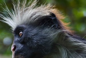 Занзибар: лес Джозани, бабочки, черепахи и пляж Мтенде