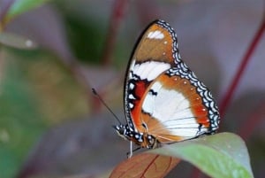 Занзибар: лес Джозани, бабочки, черепахи и пляж Мтенде