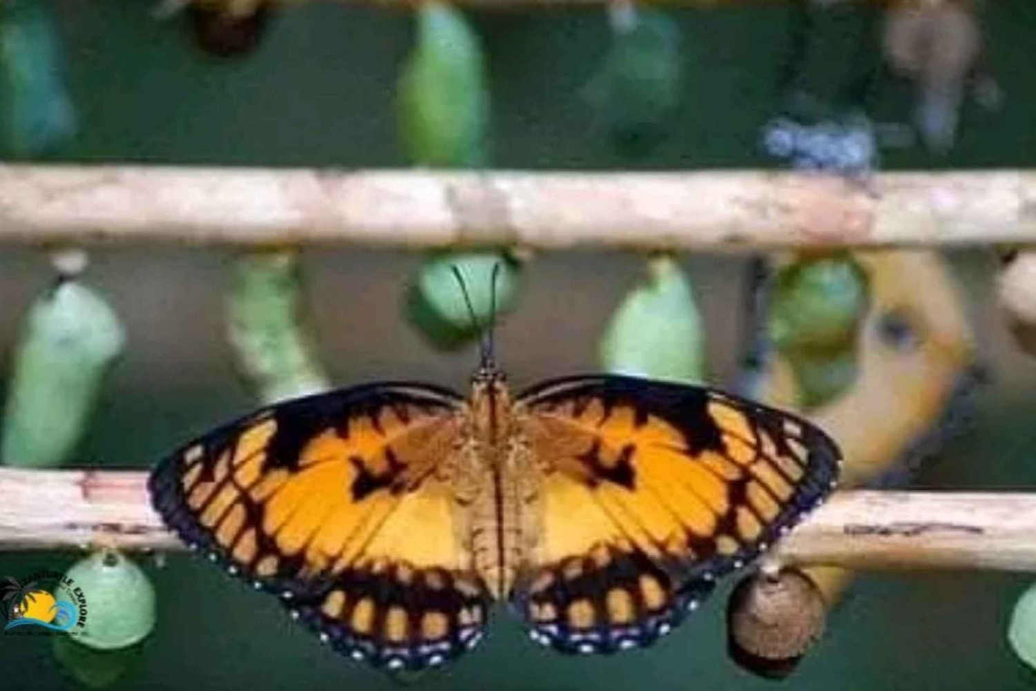 Sansibar: Jozani Forest Conservation & Butterflies Tour (Jozanin metsien suojelu ja perhoset)