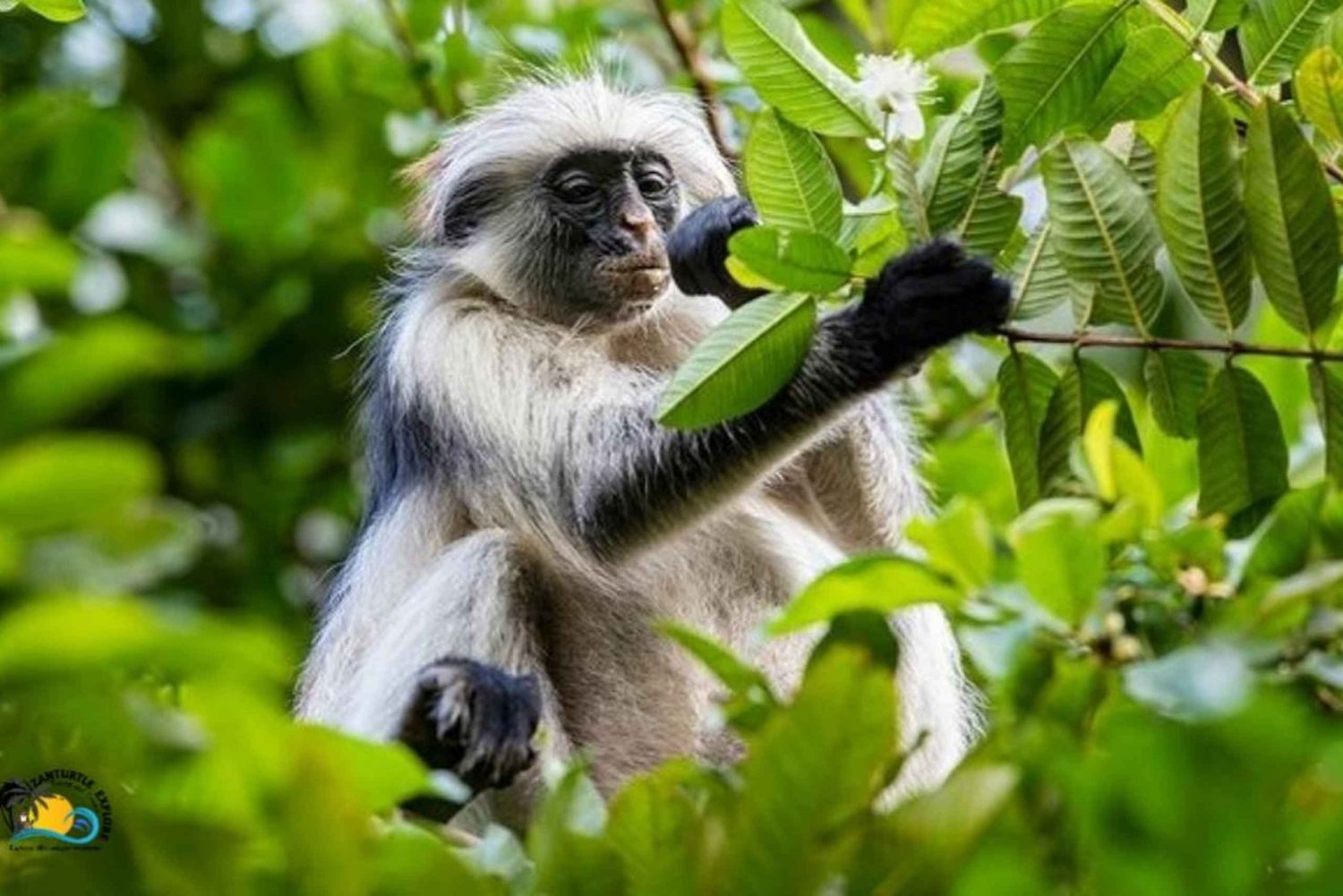 Zanzibar: Jozani Forest Conservation rondleiding