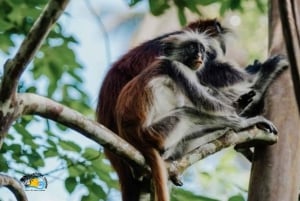 Zanzibar: Guidet tur for bevaring av Jozani-skogen