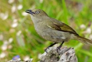 Zanzibar: Guidet tur for bevaring av Jozani-skogen