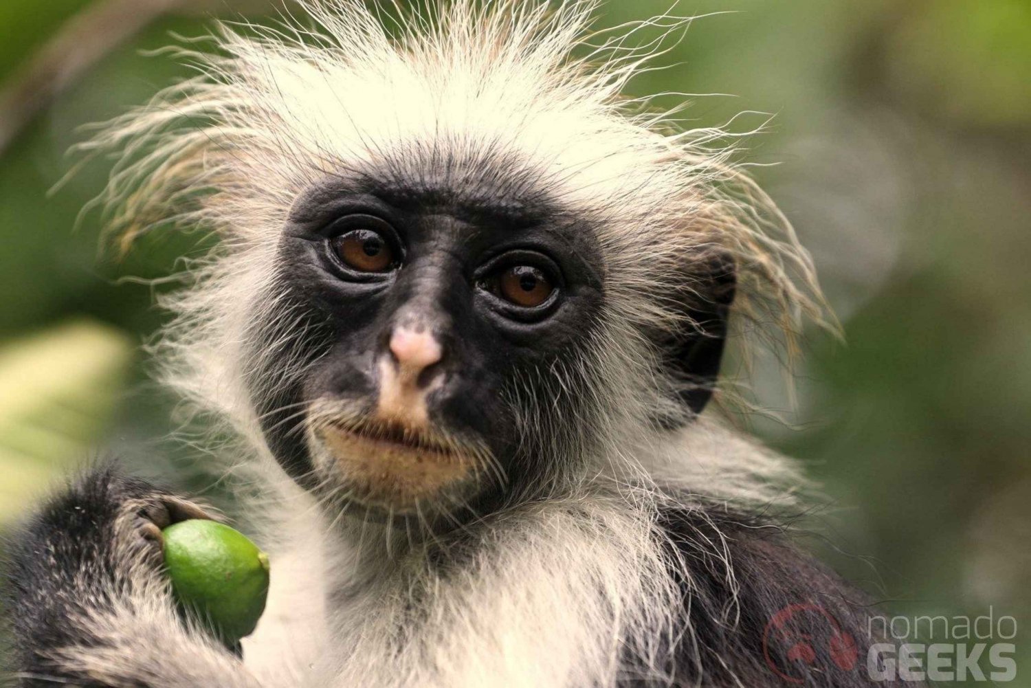 Sansibar: Jozani Forest punaisia colubus apinoita varten vierailu