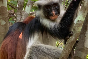 Zanzibar: Jozani Forest for red colubus monkeys visit