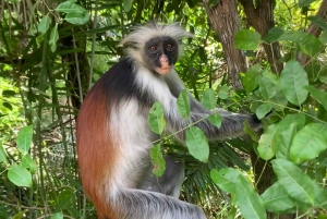 Zanzibar: Jozani Forest for red colubus monkeys visit