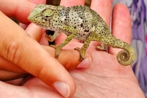 Zanzíbar: Bosque de Jozani, tour por el santuario de mariposas y tortugas